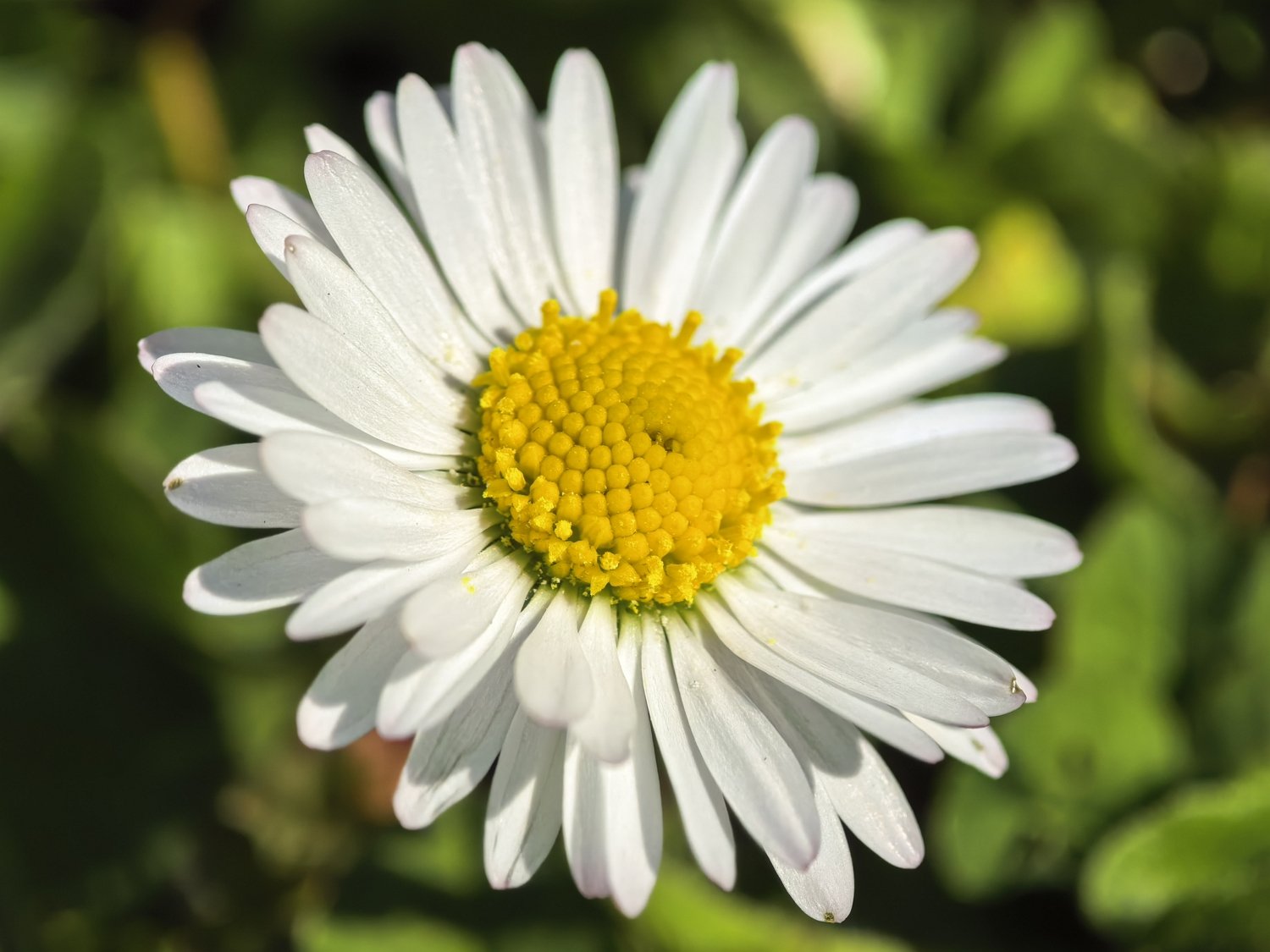 Huawei-Mate-X6-Macro.jpg