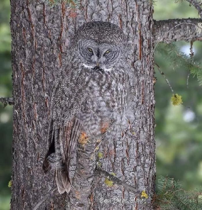 9d6b9_camouflageanimal.jpeg