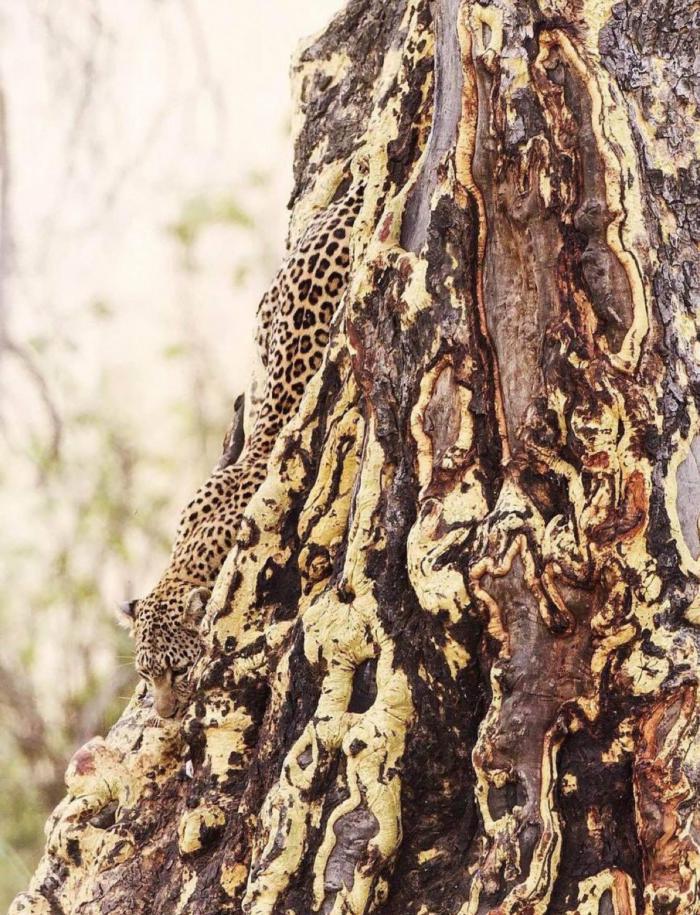 8ae4c_leopard.jpeg