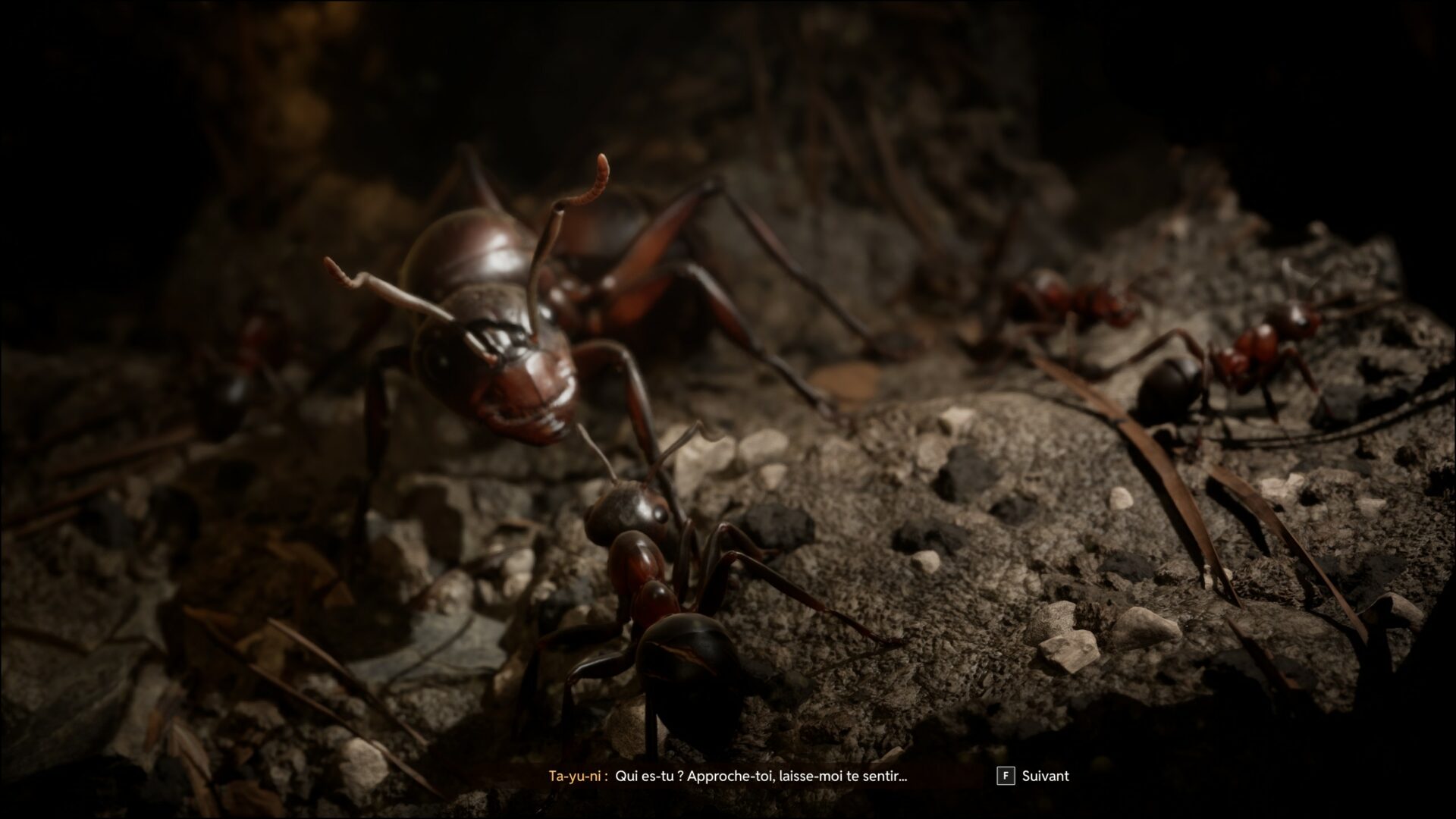 Les-Fourmis-reine.jpg