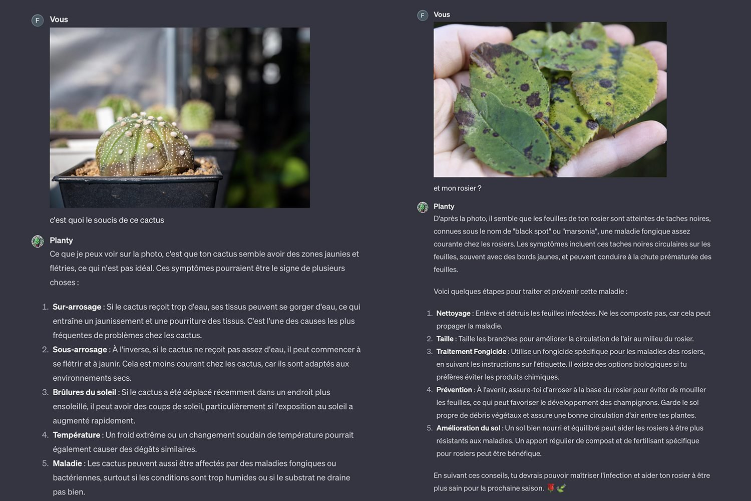 planty-1.jpg