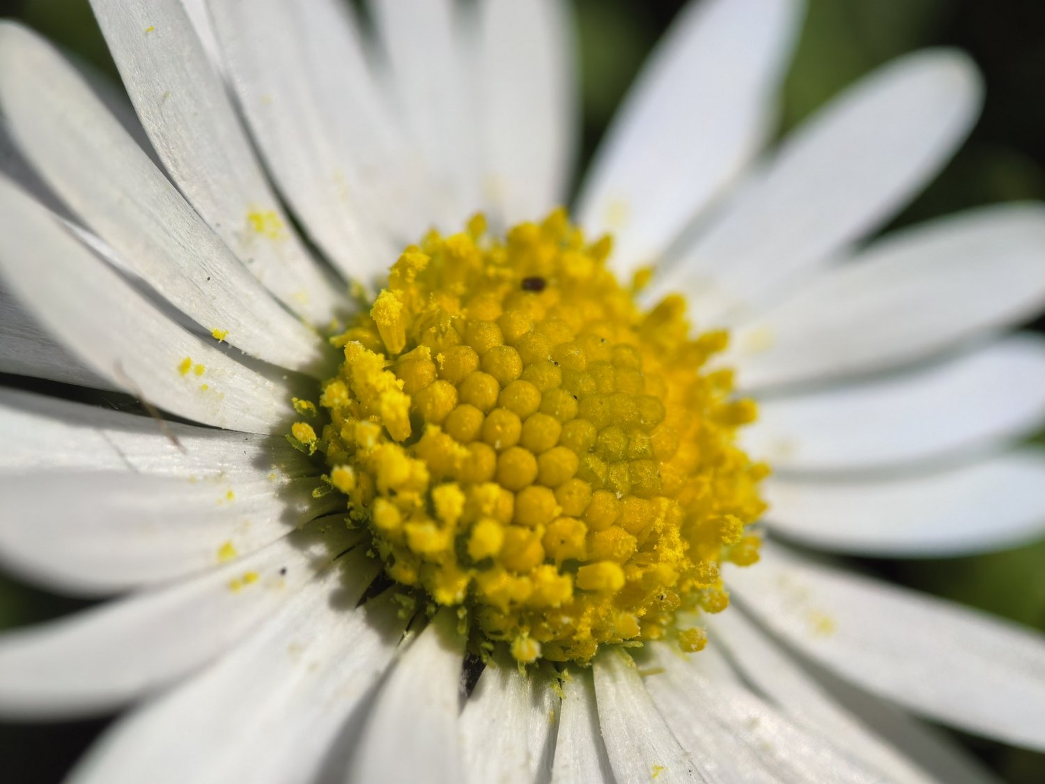 Huawei-Mate-X6-Macro-2.jpg