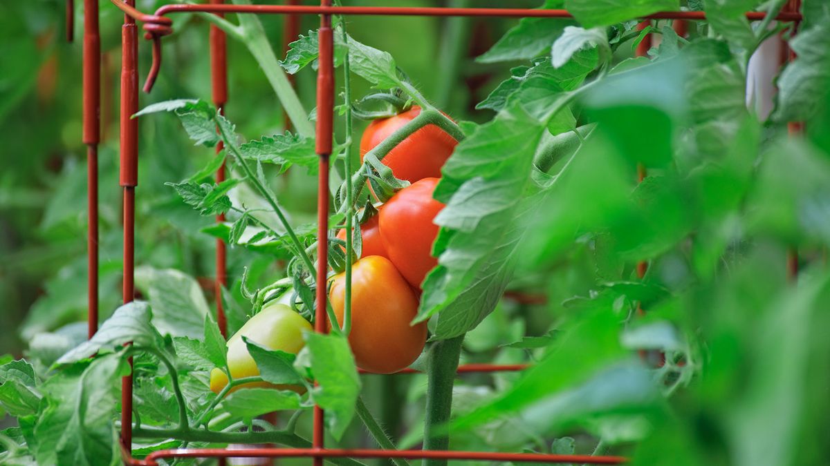 YsZ9wVGR2zhCEQ92W2soWN-1200-80.jpg