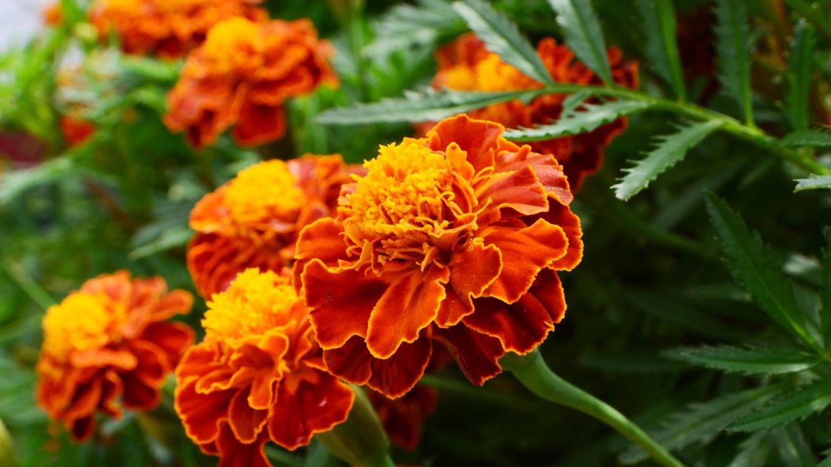 X5Td6wJgsbrsroFRsDGi5G-1200-80.jpg