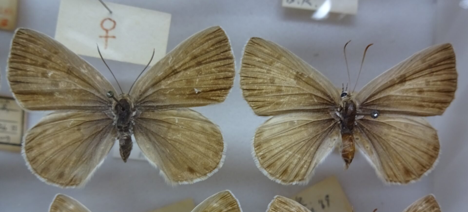 Niphanda_fusca.jpg