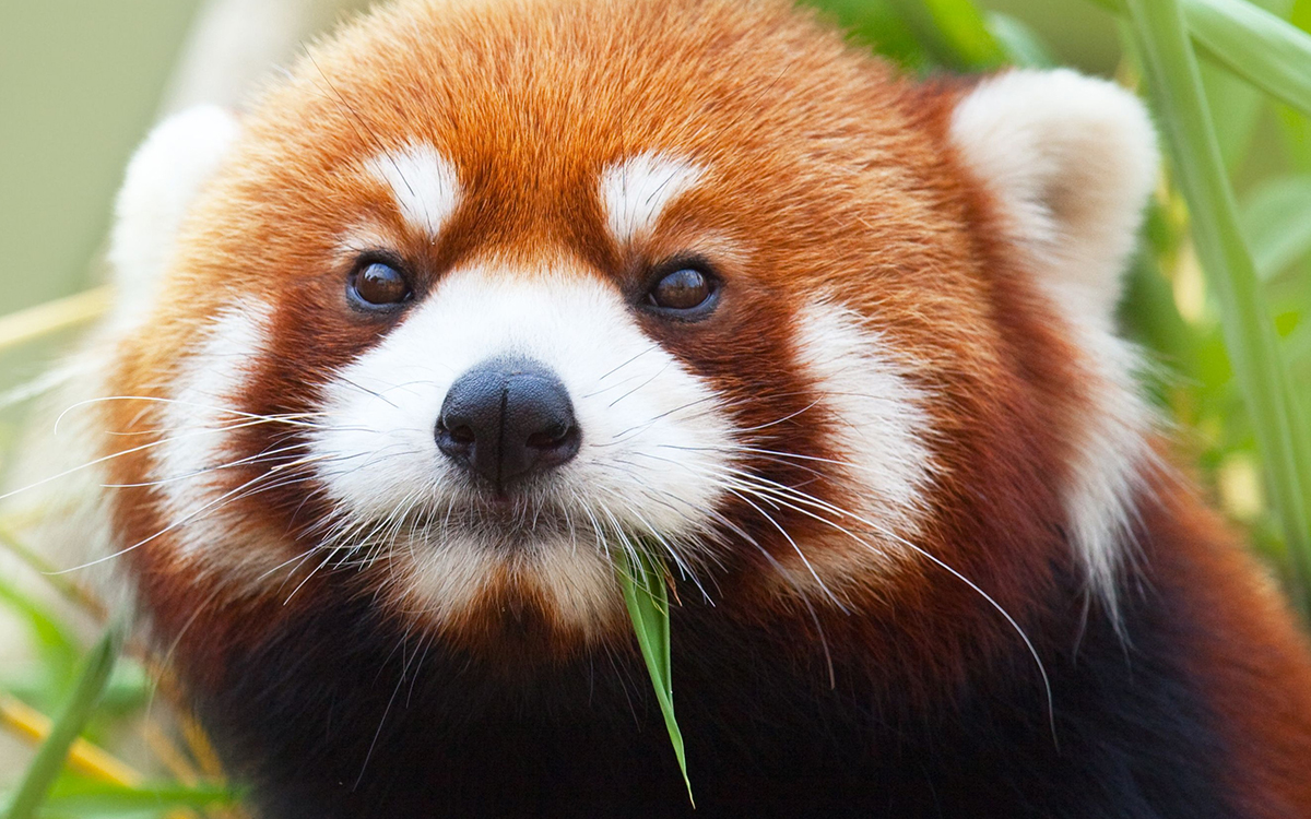 Firefox_136.jpg