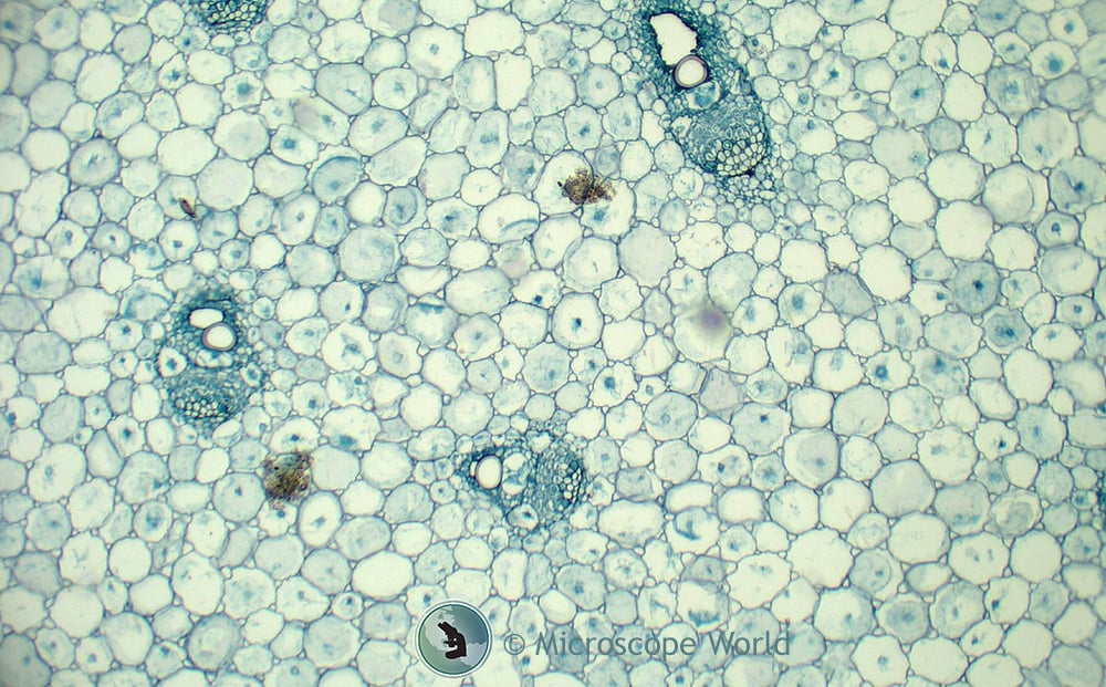 Monocot-microscope.jpg