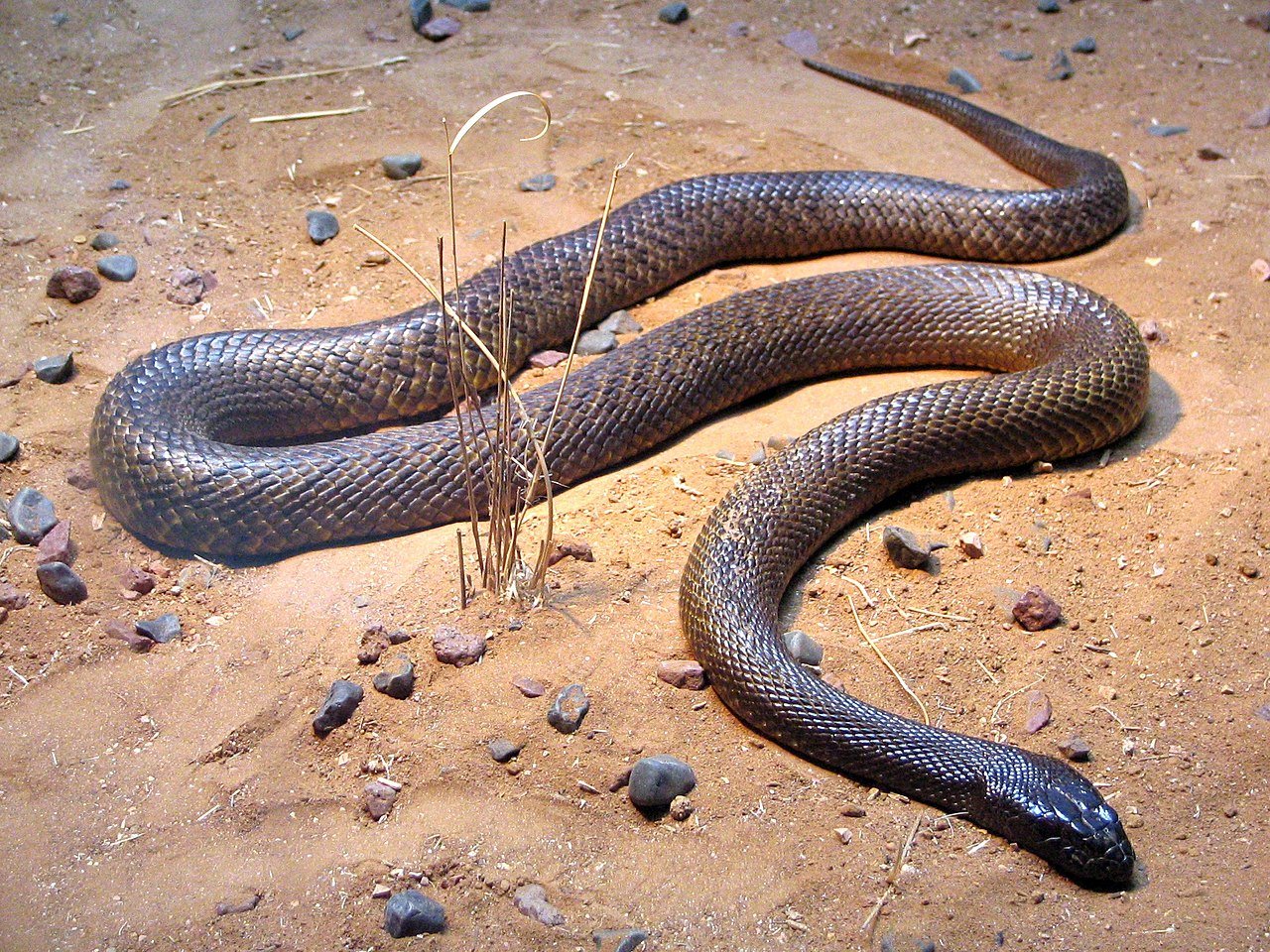 1280px-Fierce_Snake-Oxyuranus_microlepidotus.jpg