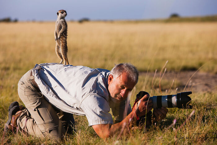 aa7ea_suricate.jpg