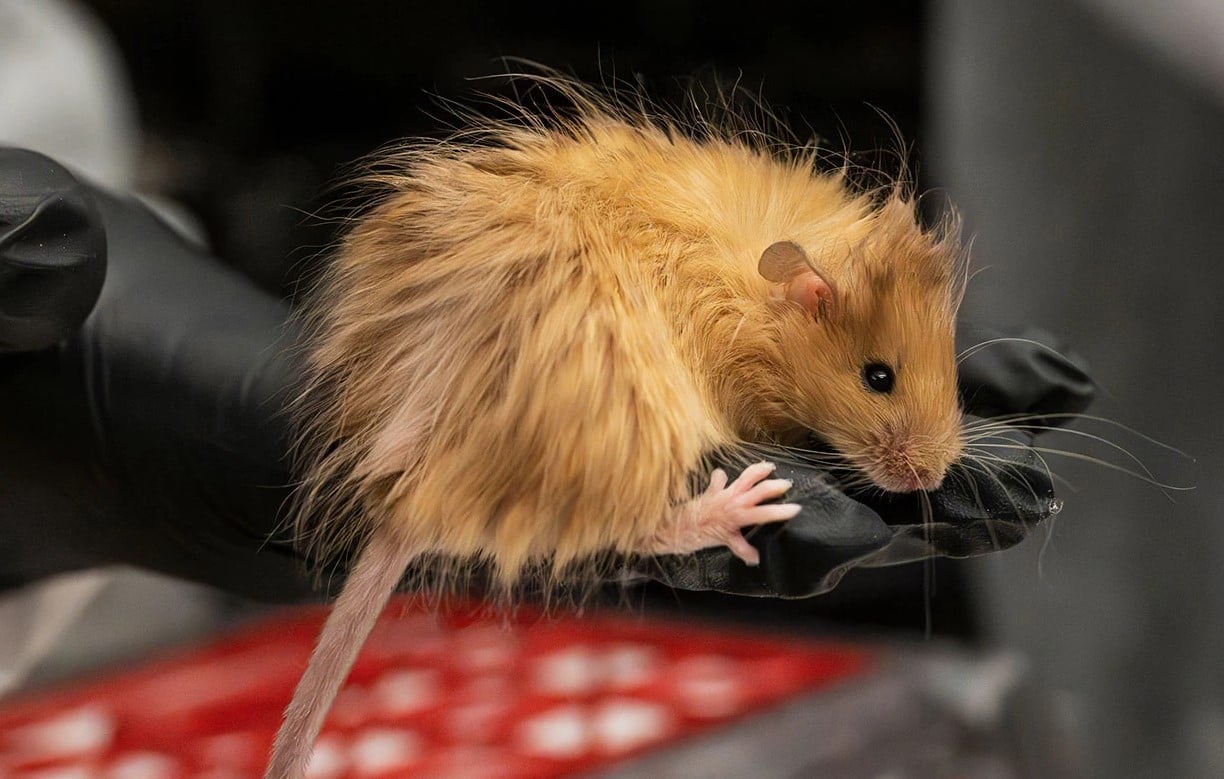colossal-souris-laineuse-doree.jpg