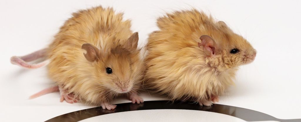 colossal-souris-laineuse.jpg
