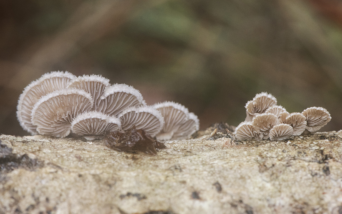Schizophylle_commun.jpg