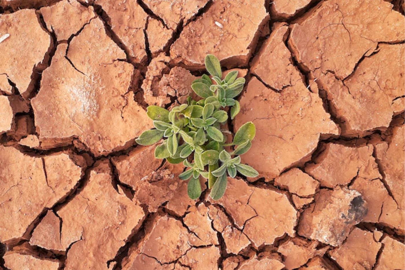 rechauffement-climatique.jpg