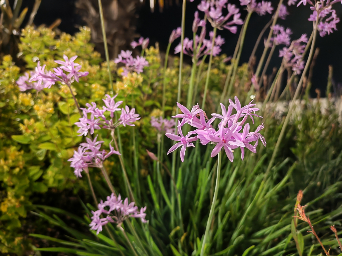 honor-400-test-6.jpg